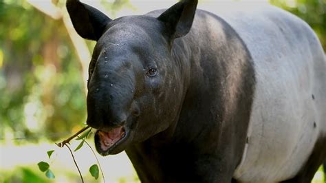  The Wandering Tapir! A Tale Of Unexpected Friendship And Delicious Fruit From 5th Century Brazil.